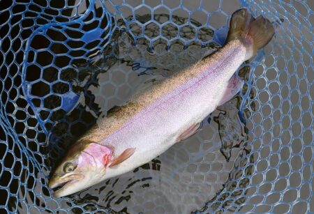 ラインブレイク多発 ～岡崎トラウトポンド～